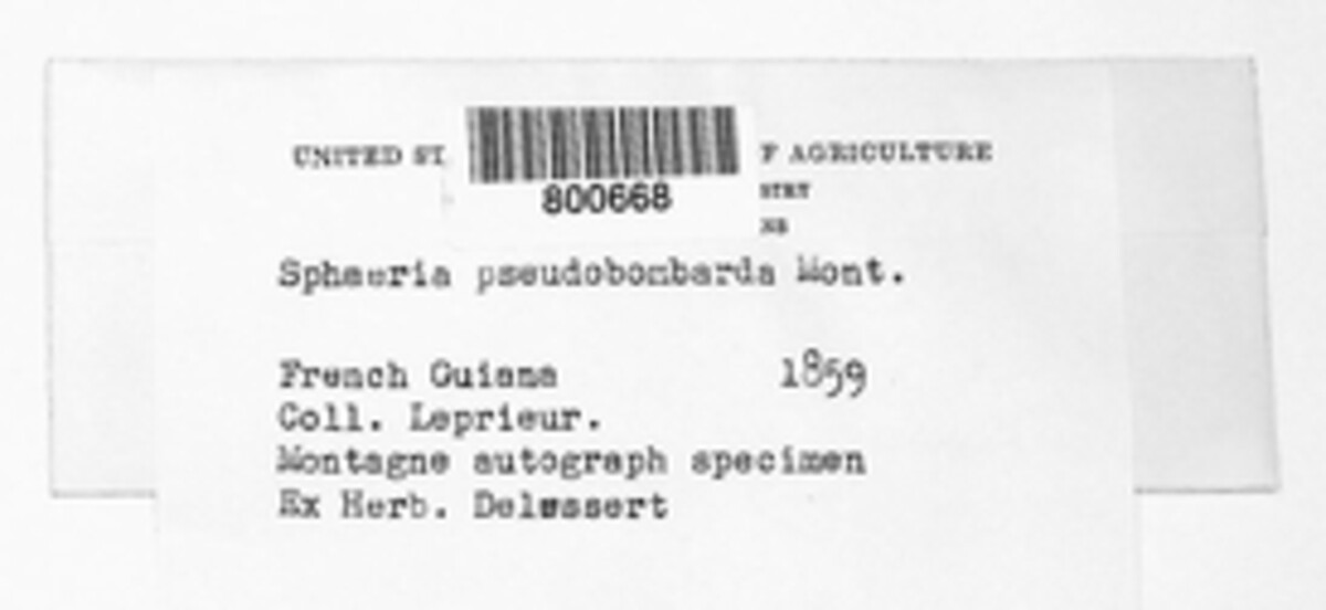 Lasiosphaeriella image
